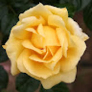 Meet your Posher, Ashlynn